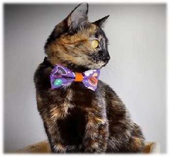 The Charm of Cute Halloween Cat Collars: A Cat’s Perfect Accessory - Cleo Halloween Bow Tie Made By Cleo Halloween Bow Tie Cat Collar