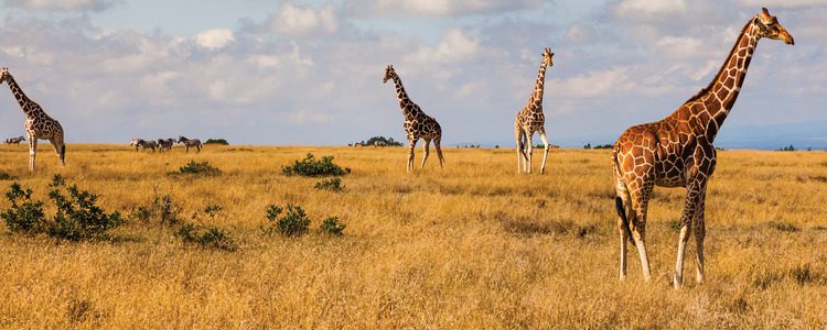 Travel Kenya: Discover Kenya's Wildlife with Globus