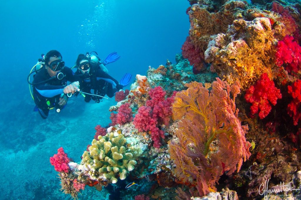 Scuba Diving in Fiji: Exploring the Soft Coral Capital of the World - image 1 Scuba Diving in Fiji: Exploring the Soft Coral Capital of the World - image 1